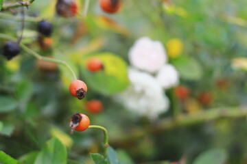 Close-up of rose hips on a branch with blurred background in autumn