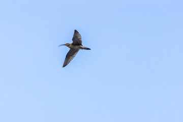 Eurasian Curlew (Numenius arquata) on Bull Island, Dublin. Commonly found in Europe and Asia.