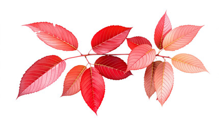 Vibrant red leaves on a white background with copy space