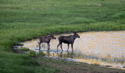 Adult and Young Moose Interact In The Shallows Of Small Pond In Rocky Mountain