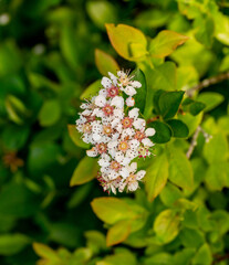 Blooms On The Tip Of Bush With Deep Green Backgorund In Acadia