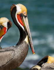 Brilliant Colors of Brown Pelican Side Profile