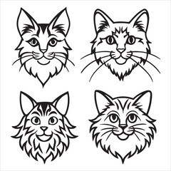 A Large and Handsome Maine Coon, a Fluffy and Elegant 