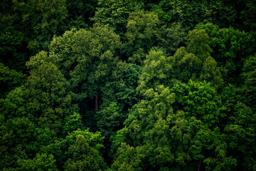 Obraz premium Bright Greens and Deep Shadows Contrast Each Other On Hill Side In New River Gorge