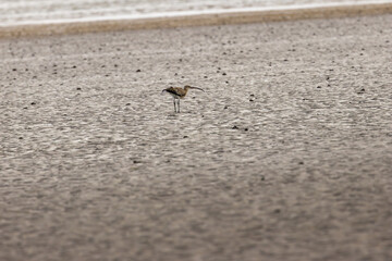 Eurasian Curlew (Numenius arquata) on Bull Island, Dublin. Commonly found in Europe and Asia.
