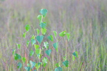 Young tree growing among tall grass in a wild meadow