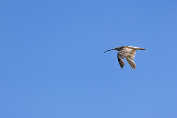 Eurasian Curlew (Numenius arquata) on Bull Island, Dublin. Commonly found in Europe and Asia.