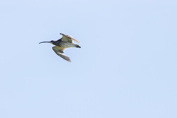 Eurasian Curlew (Numenius arquata) on Bull Island, Dublin. Commonly found in Europe and Asia.