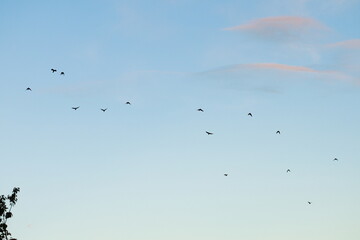 Flock of birds flying in the evening sky with soft pink clouds and blue background