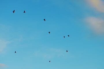 Flock of birds flying in the evening sky with soft pink clouds and blue background