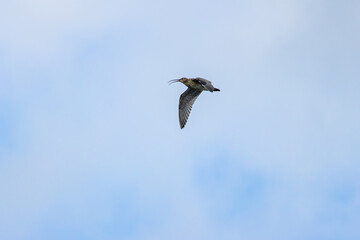 Fototapeta premium Eurasian Curlew (Numenius arquata) on Bull Island, Dublin. Commonly found in Europe and Asia.