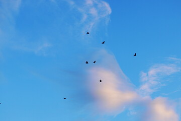 Flock of birds flying in the evening sky with soft pink clouds and blue background
