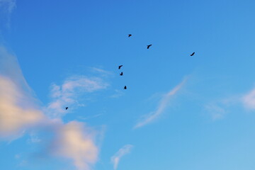 Flock of birds flying in the evening sky with soft pink clouds and blue background