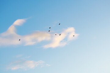 Flock of birds flying in the evening sky with soft pink clouds and blue background