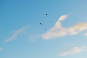 Flock of birds flying in the evening sky with soft pink clouds and blue background