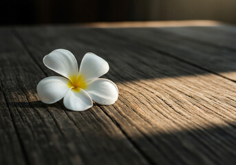 Naklejka premium A single white and yellow plumeria flower rests on a weathered wooden surface, partially illuminated by sunlight.