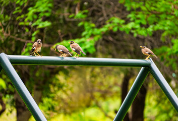 Common Myna, birds saunter about grassy areas, nesting in building crevices, native to southern Asia and parts of southern Africa