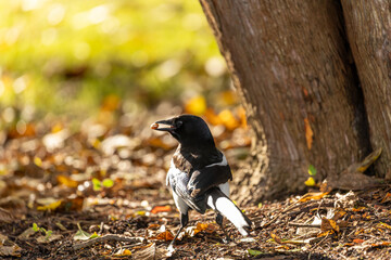 Magpie (Pica pica) in National Botanic Gardens, Dublin. Found in Europe and Asia.