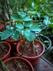 tomato plants in a pot