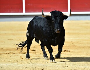 Black bull in arena (1)
