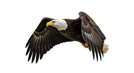 Obraz premium Bald Eagle in Flight Majestic Raptor Soaring Above Nature
