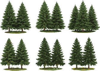 PrintVector illustration set of evergreen coniferous trees with grass and plants, detailed botanical nature landscape design for seasonal decorative outdoor projects