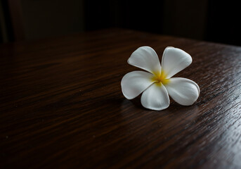 Naklejka premium A single white plumeria flower with a yellow center rests on a dark, textured wooden surface.