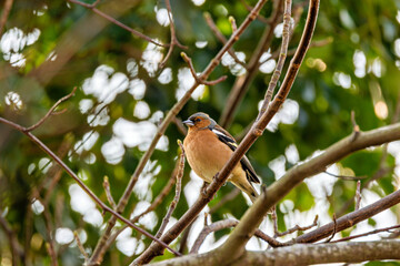 Male Chaffinch (Fringilla coelebs) in Botanic Gardens. Commonly found in Europe and North Africa.