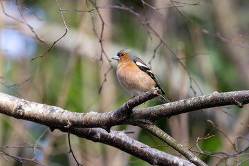 Male Chaffinch (Fringilla coelebs) in Botanic Gardens. Commonly found in Europe and North Africa.