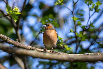 Male Chaffinch (Fringilla coelebs) in Botanic Gardens. Commonly found in Europe and North Africa.