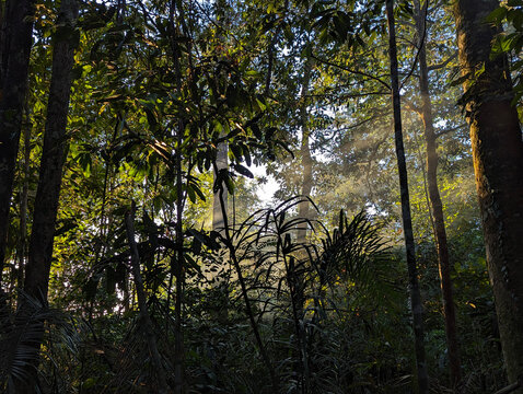 Lush Tropical Forest with Dense Vegetation, Tall Trees, and Sunlight Filtering Shadow Through Foliage