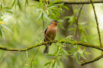 Male Chaffinch (Fringilla coelebs) in Botanic Gardens. Commonly found in Europe and North Africa.