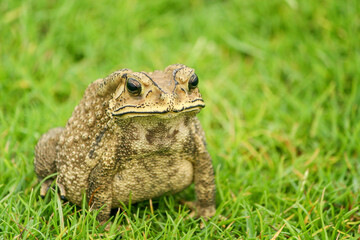 a brown asian black spine toad sit on grass field