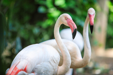 portrait shot photograph of flamingo in national park