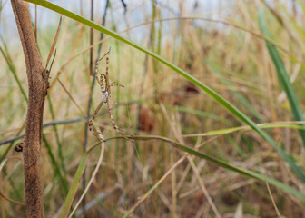 Wasp spider (Argiope bruennichi) in its web in a wild grass field