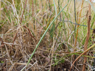 Wasp spider (Argiope bruennichi) camouflaged in tall grass