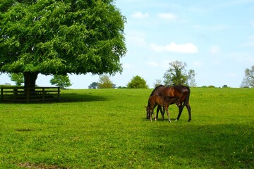 A mare with a foal in a meadow. 
