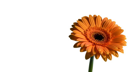 A vibrant orange gerbera daisy symbolizing hope and new beginnings against a stark black backdrop with crisp detailing