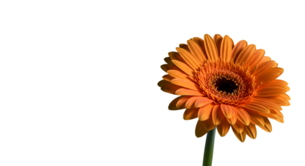 A vibrant orange gerbera daisy symbolizing hope and new beginnings against a stark black backdrop with crisp detailing