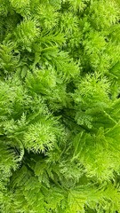 Fresh decorative green plant foliage close up background