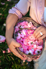 Wicker basket full of fresh pink roses, woman holding flowers in garden, floral harvest in summer countryside, romantic nature background for wellness, perfume, skincare and organic lifestyle concepts