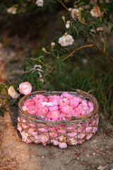 Wicker basket full of fresh pink roses, woman holding flowers in garden, floral harvest in summer countryside, romantic nature background for wellness, perfume, skincare and organic lifestyle concepts