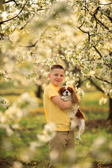 Smiling boy in yellow shirt with cute cavalier king charles spaniel dog in blooming spring orchard, child and pet outdoors in nature, friendship and happiness
