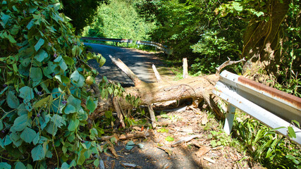日本の朝日町の山道をふさいでいて、自動車で先へ進むことを諦めさせた倒木