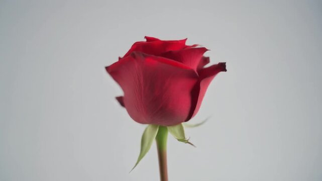 Ultra high definition 4K slow motion video of a single red rose spinning gently in midair perfectly isolated on a seamless pure white background with soft studio lighting and sharp focus cinematic qua