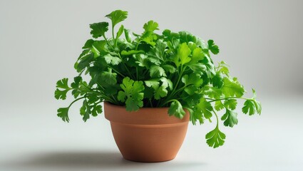 Fototapeta premium A potted plant with green cilantro leaves in a clay pot on a plain background.