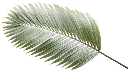 Obraz premium Detailed Grey and Green Tropical Leaf with Textured Surface on Transparent Background