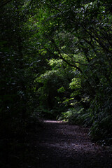 Shaded Forest Pathway in Amami Oshima