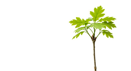 Closeup of Small Tree for Plantation Isolated on White Background
