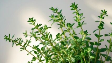 Obraz premium Close-up of fresh green herbs, with vibrant leaves and stems, suitable for culinary and medicinal uses.